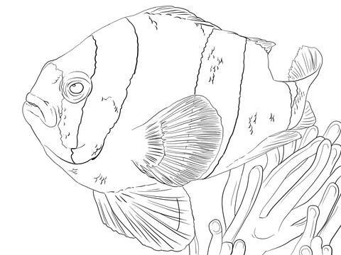 Clark'S Anemonefish Coloring Page